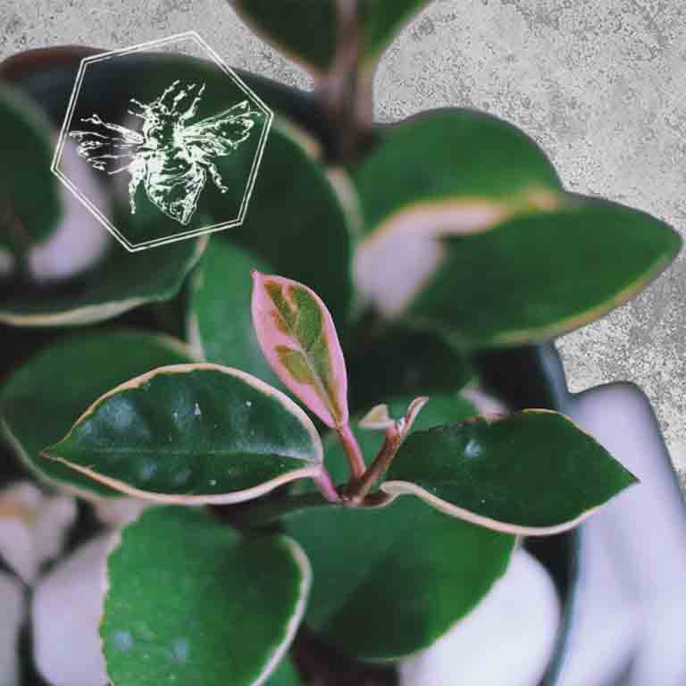 Hoya (Wax Plant) from The B Nest Studios — view 2