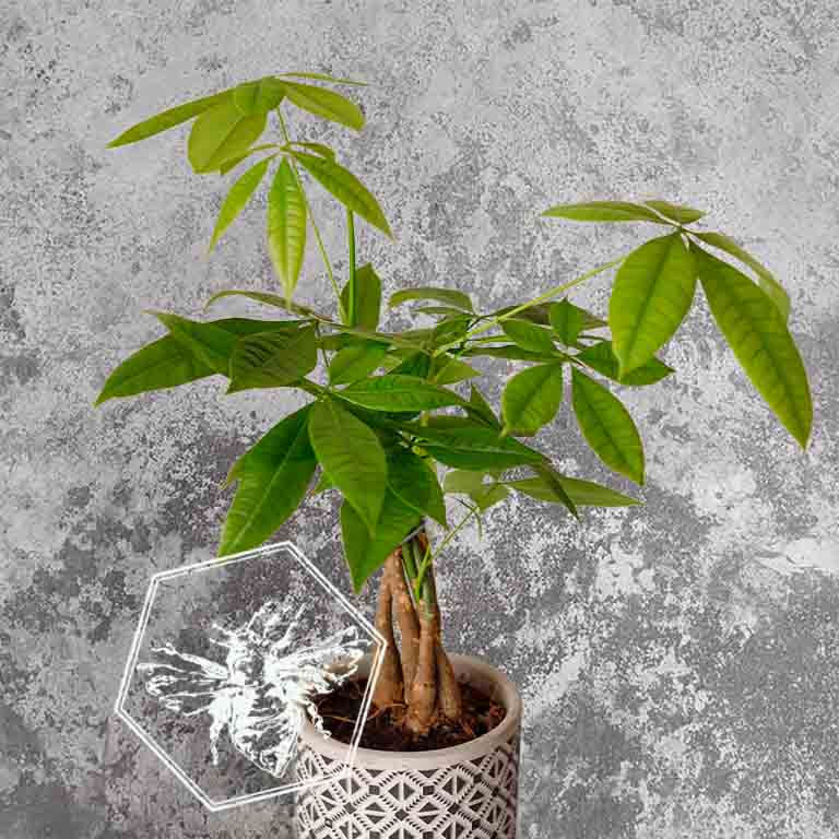Money Tree (Pachira aquatica) from The B Nest Studios — view 2