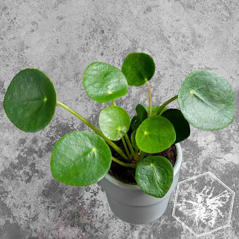 Chinese Money Plant (Pilea peperomioides) from The B Nest Studios