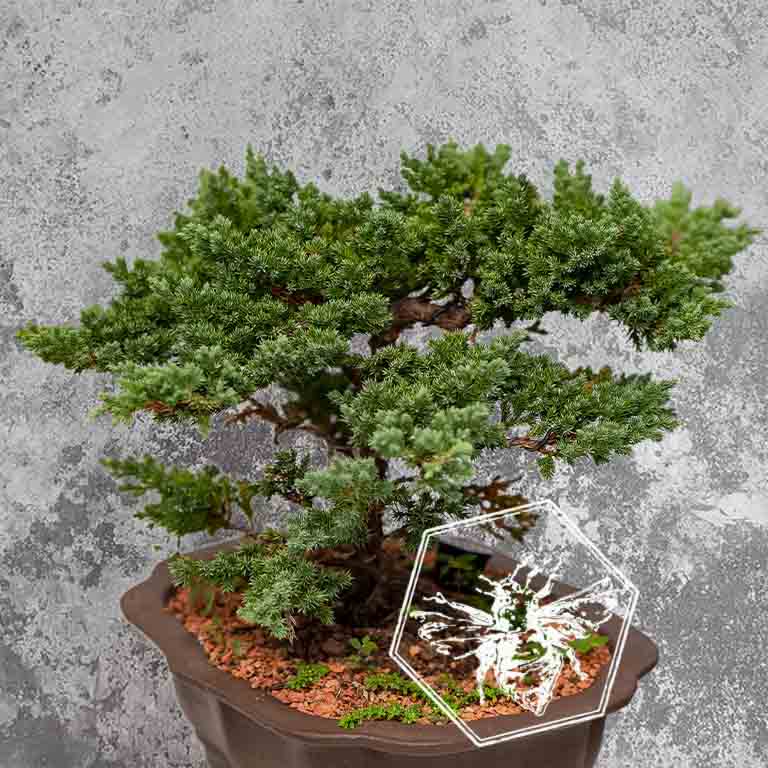 Bonsai Tree from The B Nest Studios — view 3