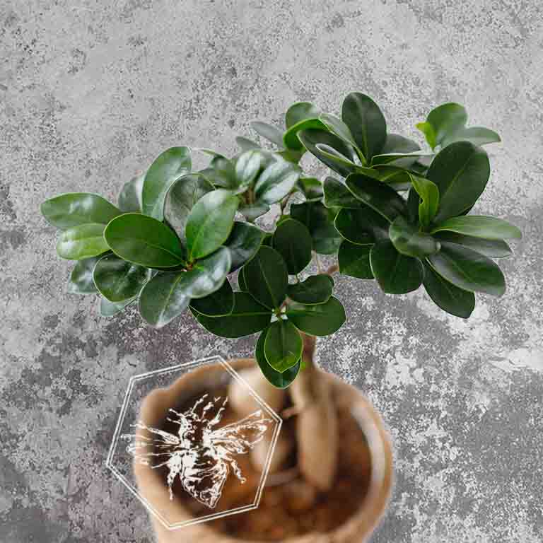 Bonsai Tree from The B Nest Studios — view 1