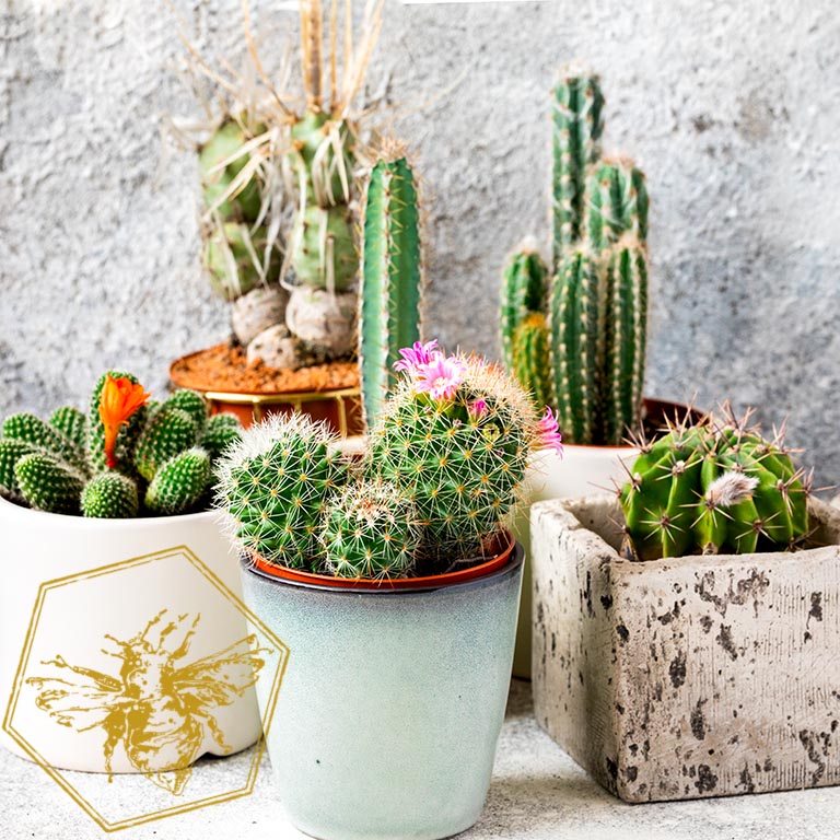 Designers Choice Cacti from The B Nest Studios