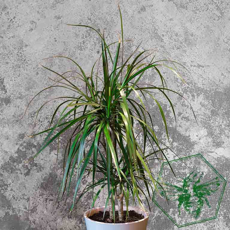 Dragon Tree (Dracaena marginata) from The B Nest Studios