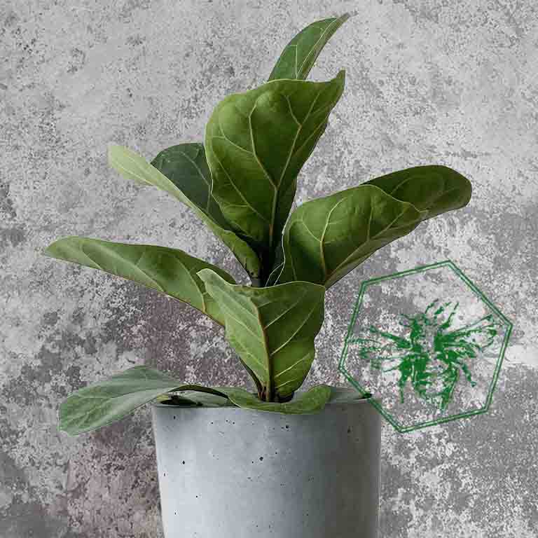 Fiddle Leaf Fig (Ficus lyrata) from The B Nest Studios — view 1
