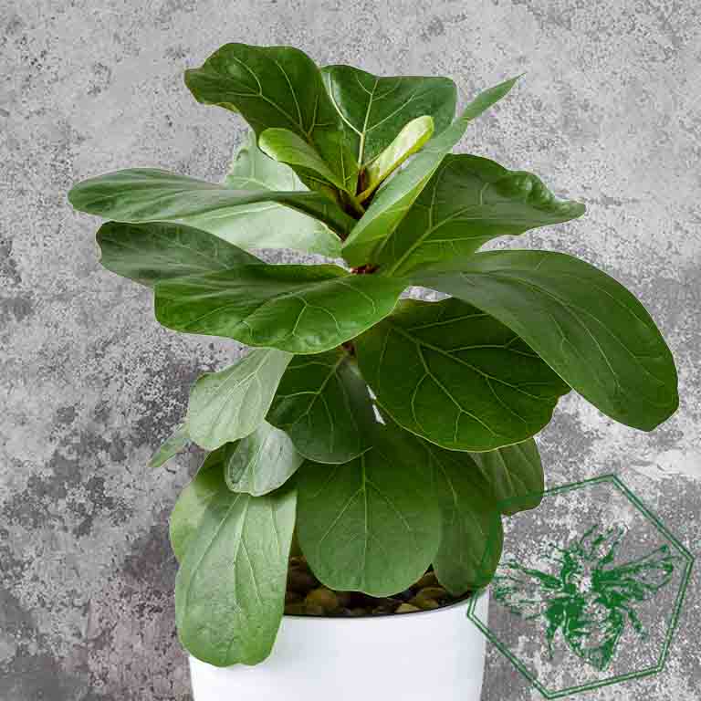 Fiddle Leaf Fig (Ficus lyrata) from The B Nest Studios — view 2