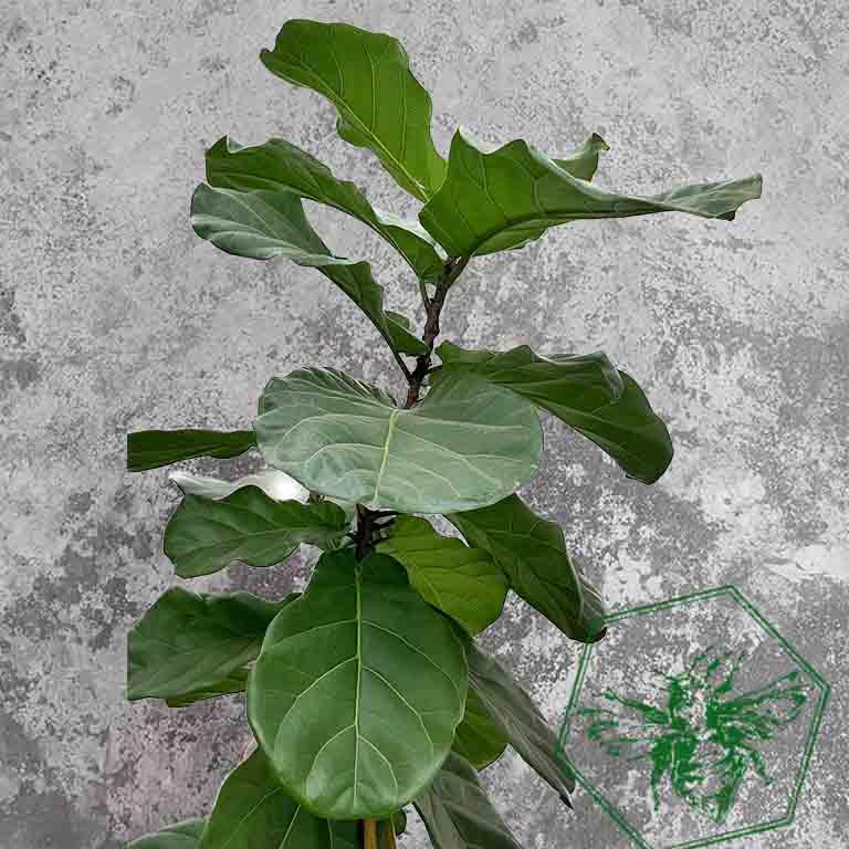 Fiddle Leaf Fig (Ficus lyrata) from The B Nest Studios — view 3