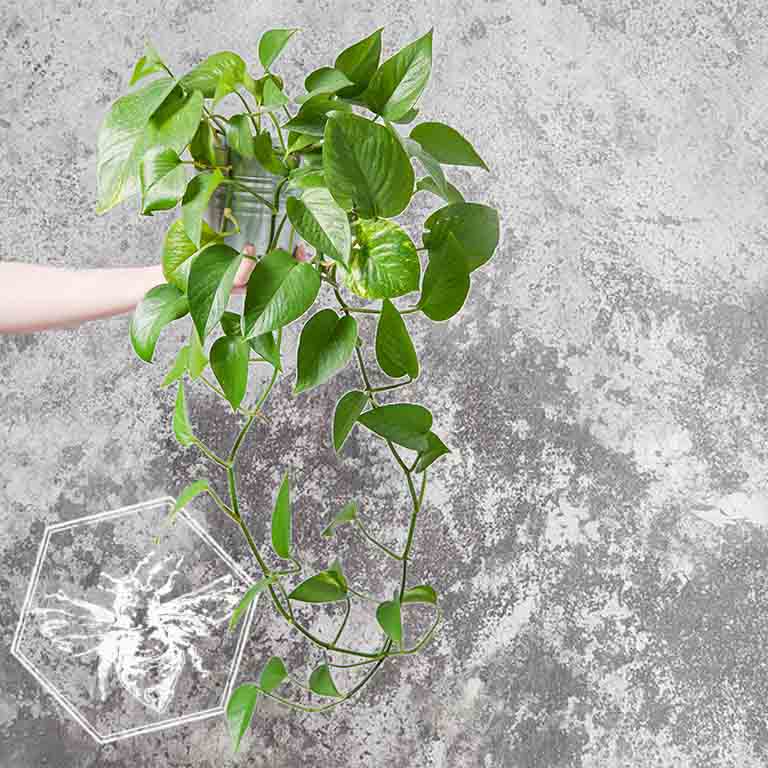 Hanging Plant — Designer's Choice from The B Nest Studios — view 2