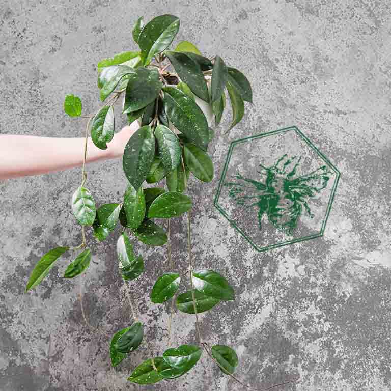 Hoya (Wax Plant) from The B Nest Studios — view 1