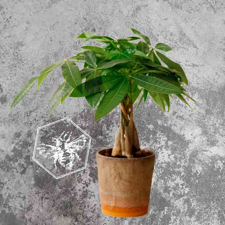 Money Tree (Pachira aquatica) from The B Nest Studios — view 1