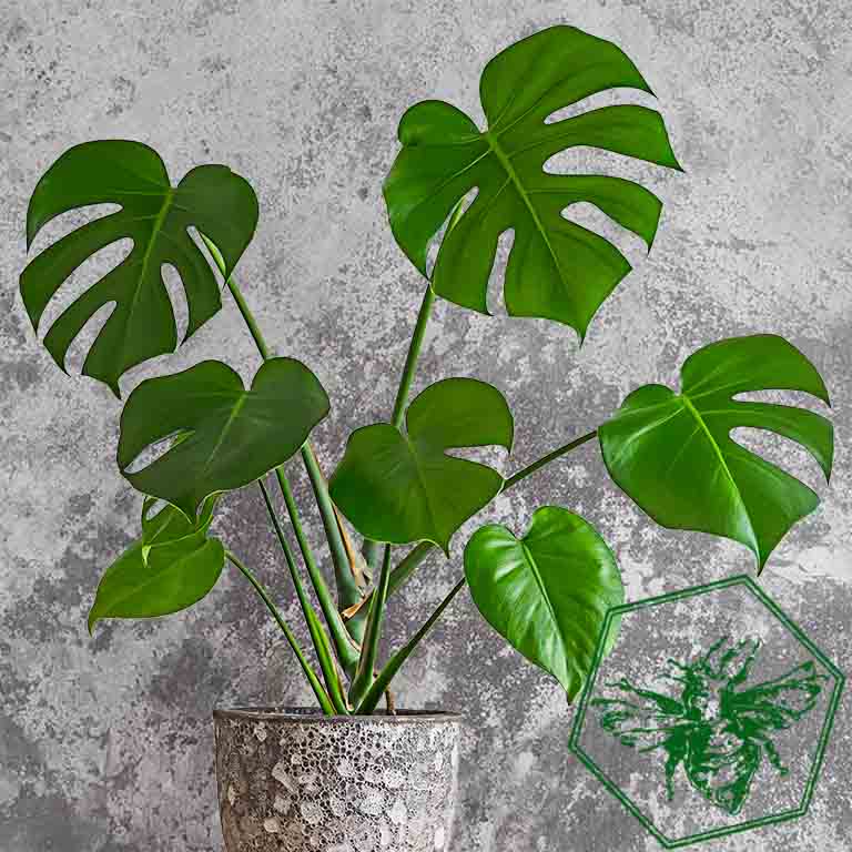 Monstera (Monstera deliciosa) from The B Nest Studios