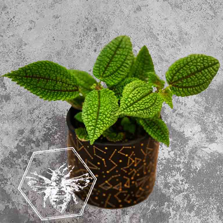 Moon Valley Pilea (Pilea mollis) from The B Nest Studios
