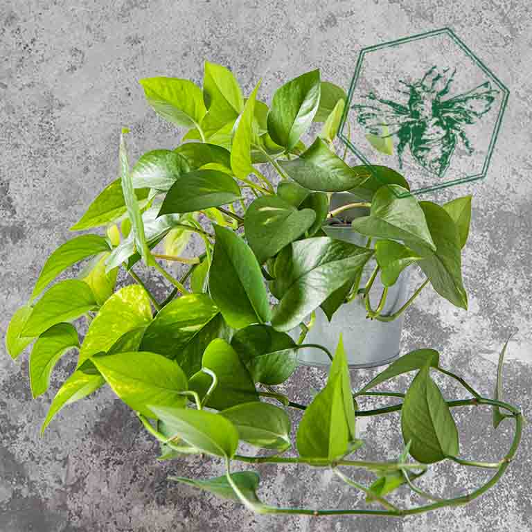 Hanging Plant — Designer's Choice from The B Nest Studios — view 1