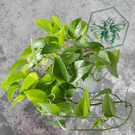 Hanging Plant — Designer's Choice from The B Nest Studios — view 1