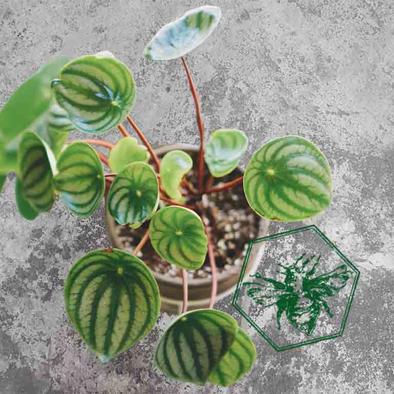 Peperomia from The B Nest Studios — view 1