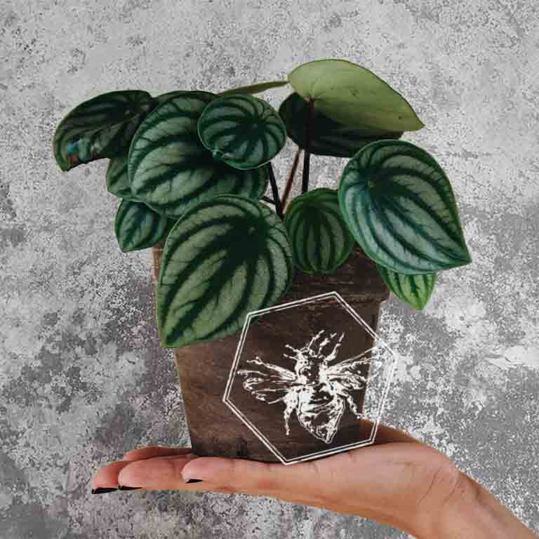 Peperomia from The B Nest Studios — view 2