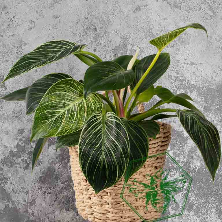 Philodendron from The B Nest Studios — view 3