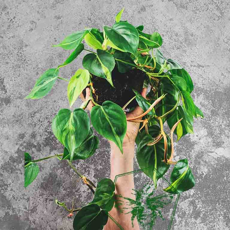 Philodendron from The B Nest Studios — view 2