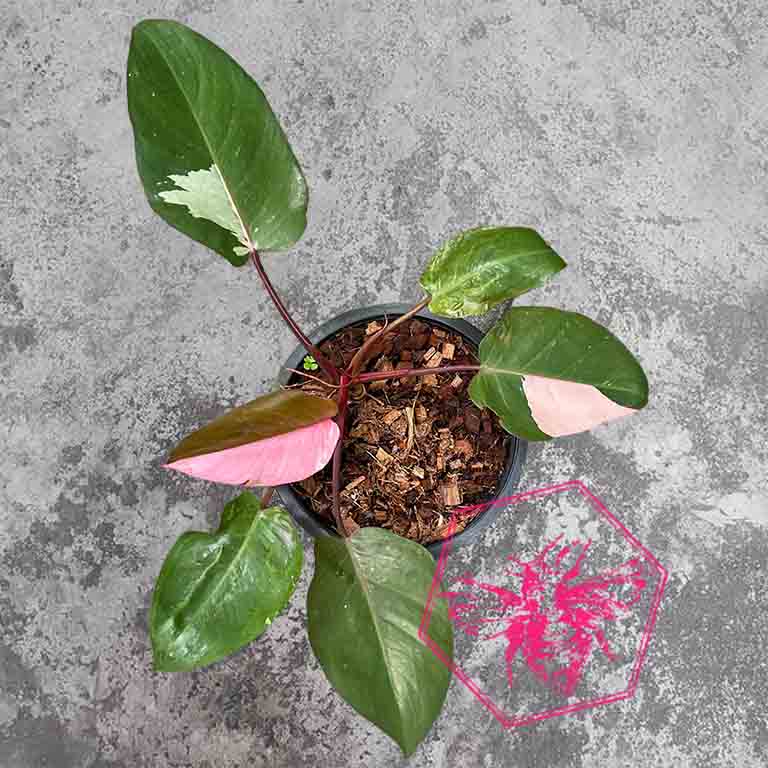 Philodendron from The B Nest Studios — view 1
