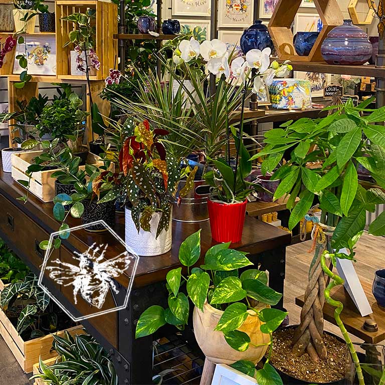 Designers Choice Plant from The B Nest Studios