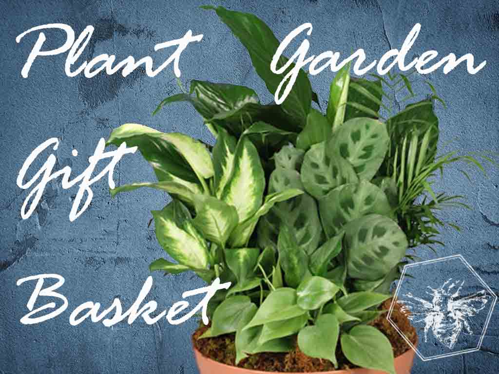 Plant Garden Gift Basket from The B Nest Studios