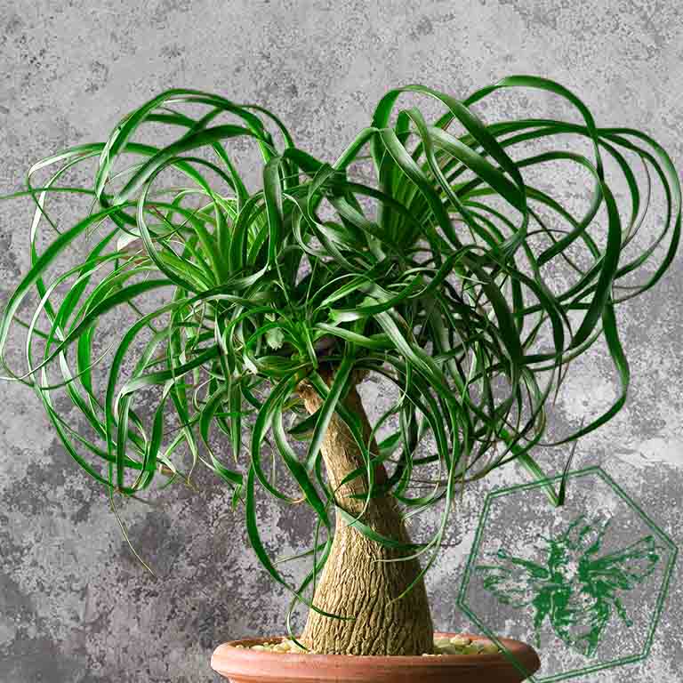Ponytail Palm (Beaucarnea recurvata) from The B Nest Studios