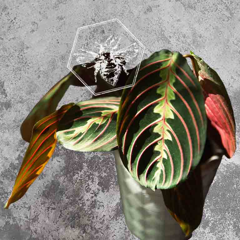 Prayer Plant (Maranta leuconeura) from The B Nest Studios — view 2