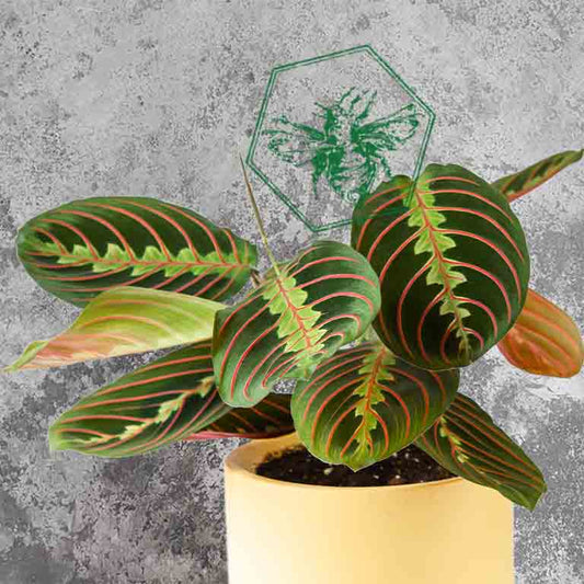 Prayer Plant (Maranta leuconeura) from The B Nest Studios — view 1