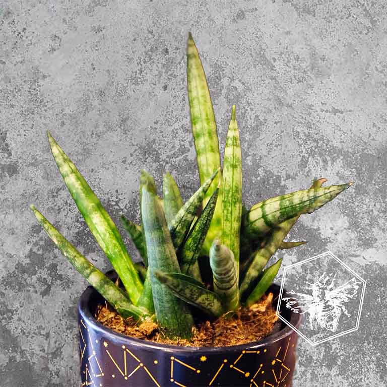Snake Plant (Sansevieria) from The B Nest Studios