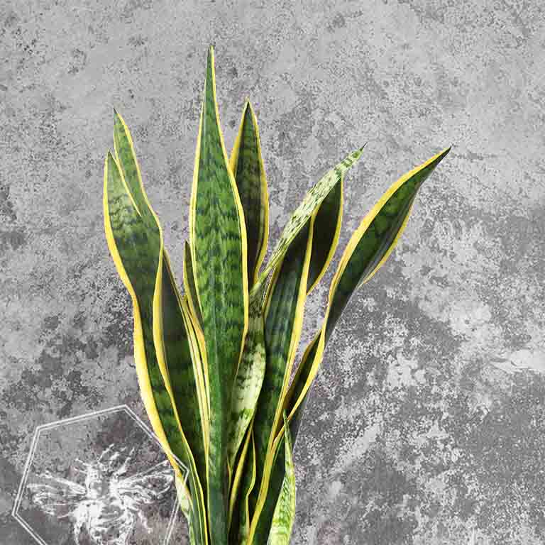 Snake Plant (Sansevieria trifasciata 'Laurentii') from The B Nest Studios