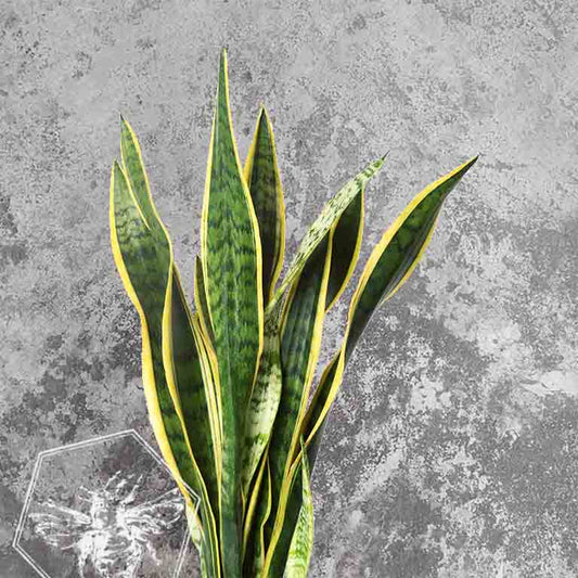 Snake Plant (Sansevieria trifasciata 'Laurentii') from The B Nest Studios