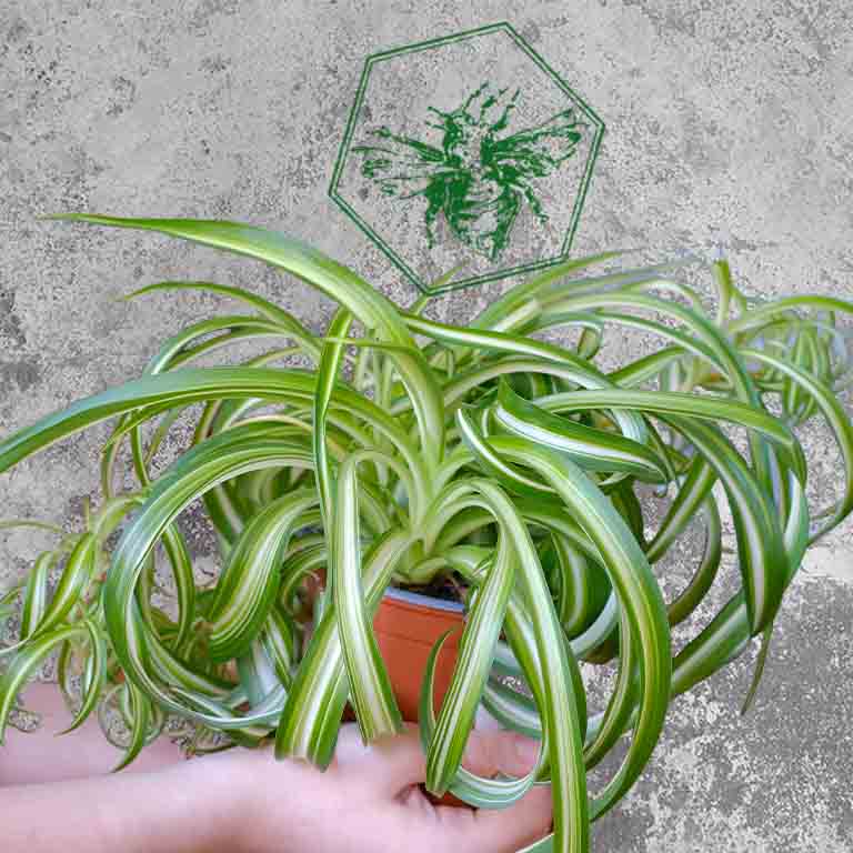 Spider Plant (Chlorophytum comosum) from The B Nest Studios