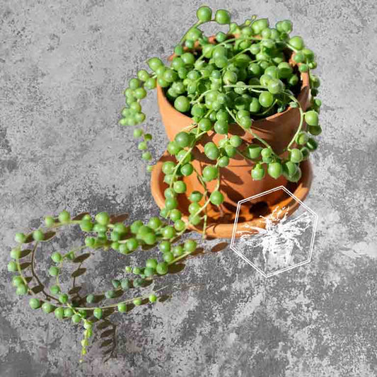 String of Pearls (Curio rowleyi) from The B Nest Studios