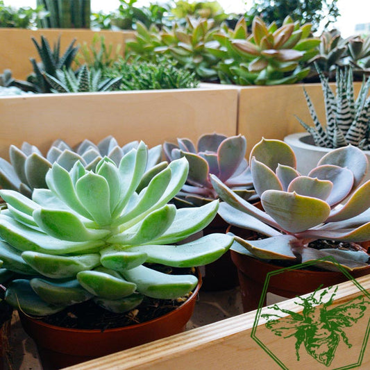 Designers Choice Succulent from The B Nest Studios