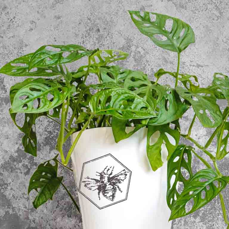 Hanging Plant — Designer's Choice from The B Nest Studios — view 3