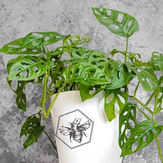 Swiss Cheese Vine (Monstera adansonii) from The B Nest Studios