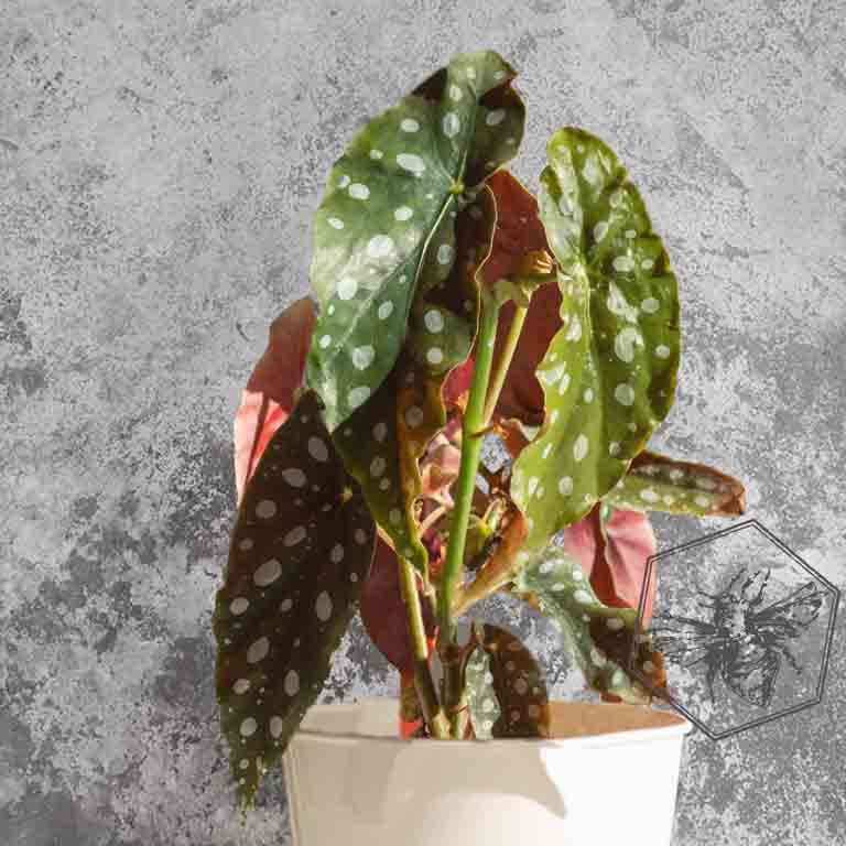 Polka Dot Begonia (Begonia maculata) from The B Nest Studios