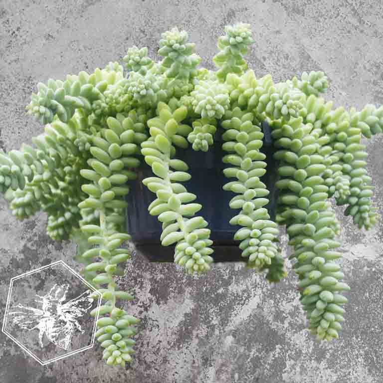 Burro's Tail (Sedum morganianum) from The B Nest Studios