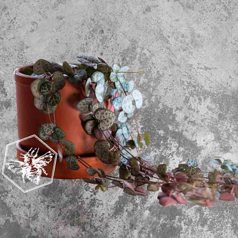 String of Hearts (Ceropegia woodii) from The B Nest Studios