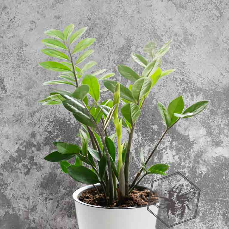ZZ Plant (Zamioculcas zamiifolia) from The B Nest Studios — view 1
