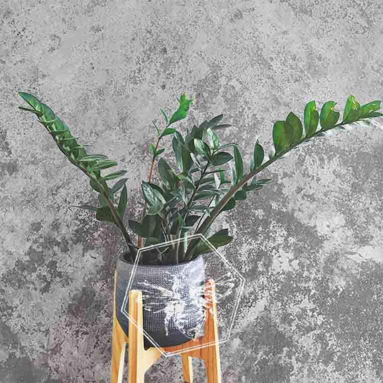 ZZ Plant (Zamioculcas zamiifolia) from The B Nest Studios — view 2